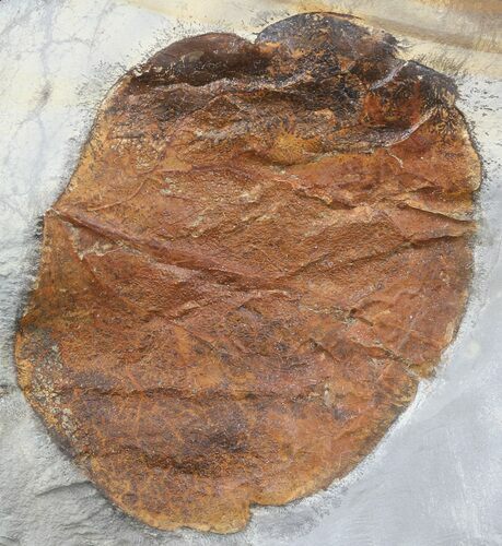 Fossil Leaf (Zizyphoides flabellum) - Montana #52244